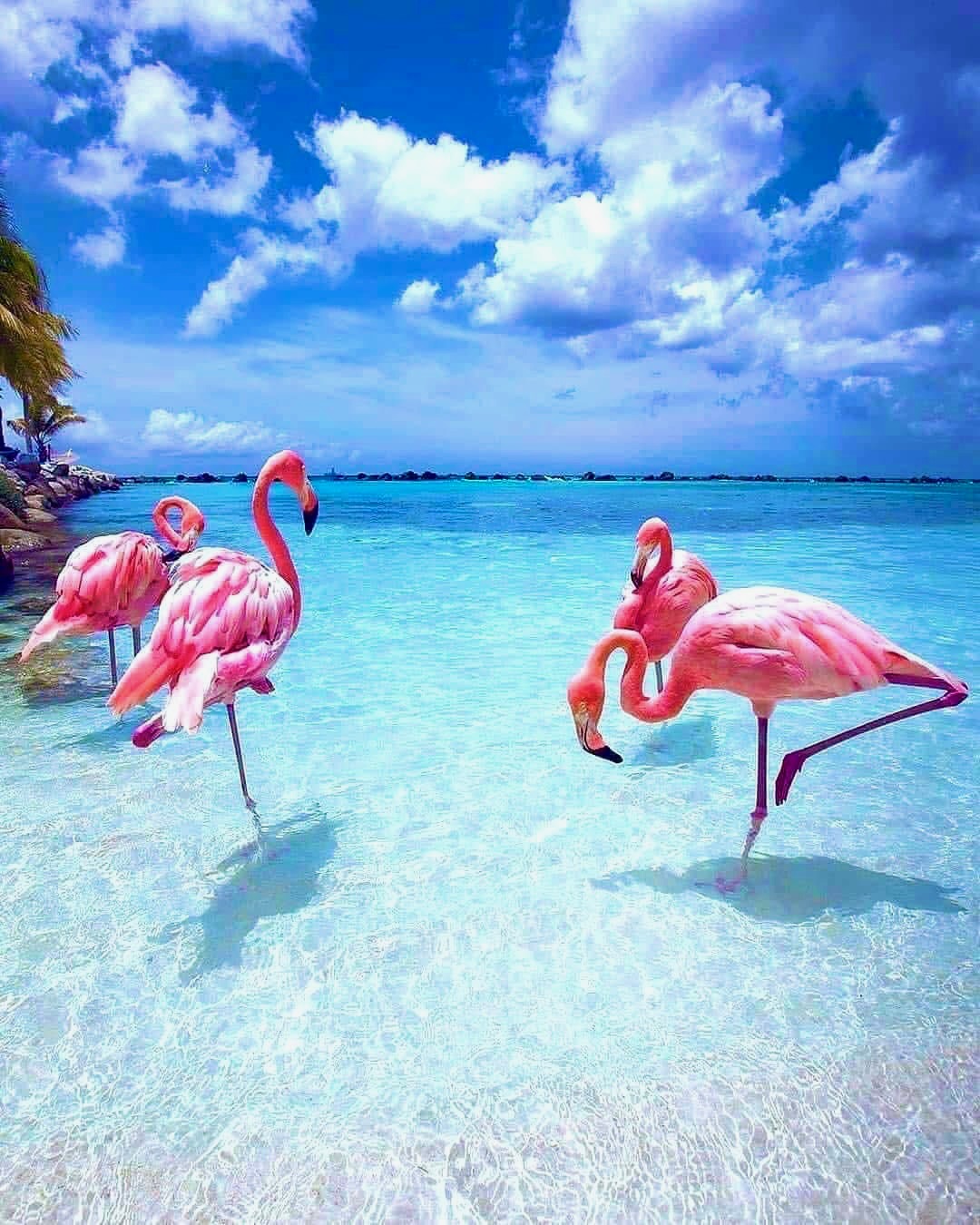 Flamingo Island, Aruba